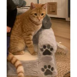 Lost Cat Rusty