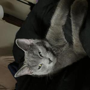 Image of Ro, Lost Cat