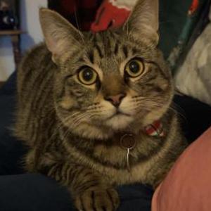 Lost Cat Khailo