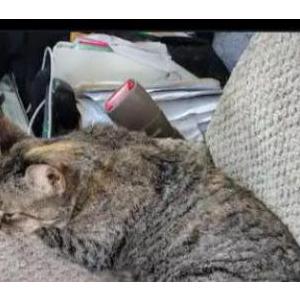 Lost Cat Twitch