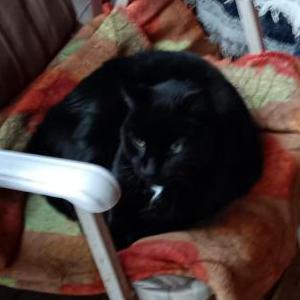 Found Cat Unknown