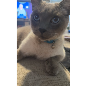 Image of Bemo, Lost Cat