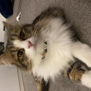 Lost Cat Ted