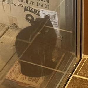 Lost Cat Hopper