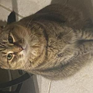 Lost Cat Zoey
