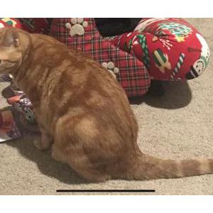 Lost Cat Tiggs