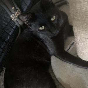 Image of Gray gray, Lost Cat