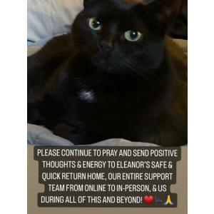 2nd Image of Eleanor, Lost Cat