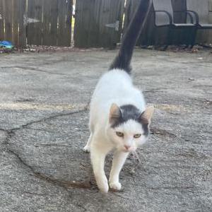 Found Cat Unknown