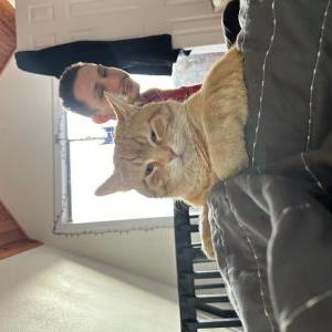 Lost Cat Bubbuh