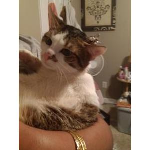 Lost Cat Taz