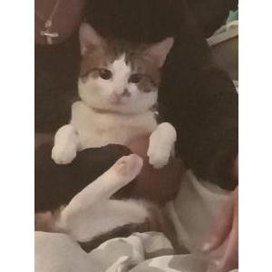 2nd Image of Taz, Lost Cat