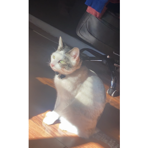 Lost Cat Jack