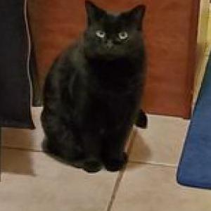 Lost Cat Suzie