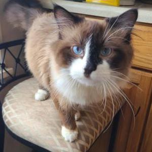 Lost Cat Albert Whisker