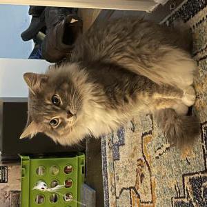Lost Cat Donkus