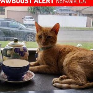 Lost Cat Donte