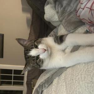 Lost Cat Bella