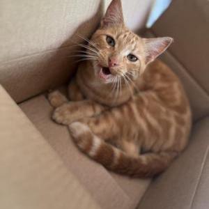 Lost Cat Lester