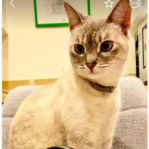 Image of Jenny, Lost Cat