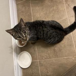Found Cat Unknown