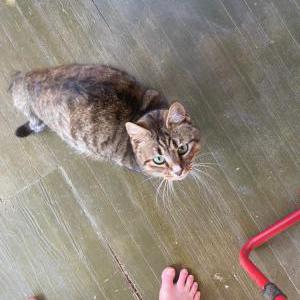 Found Cat unknown