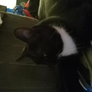 Image of Boots, Lost Cat