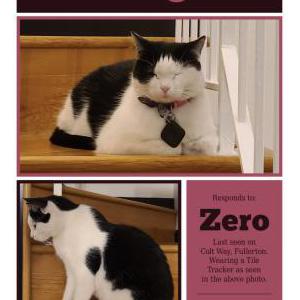 Image of Zero, Lost Cat