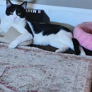 Lost Cat Frankie