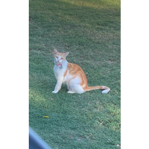 Lost Cat Estrella