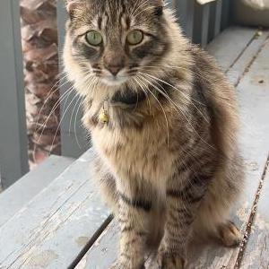 Lost Cat Ikshee