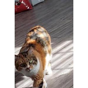 Image of Munchkin, Lost Cat