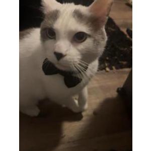 Lost Cat chester