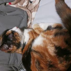 Found Cat Unknown