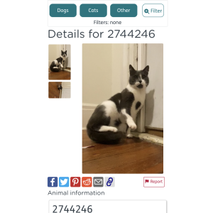 Found Cat Unknown