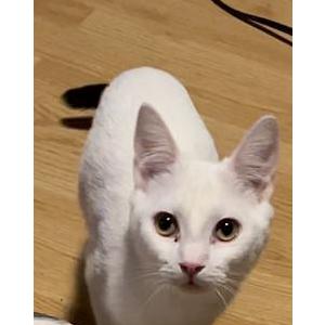 Image of Snow ball, Lost Cat