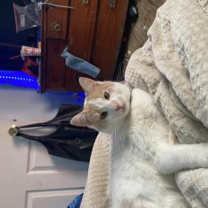 Lost Cat Saga