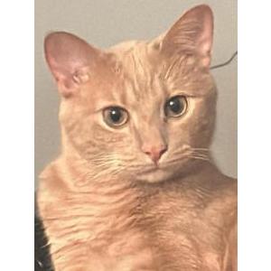 2nd Image of Max- Tabby orange, Lost Cat