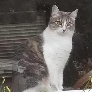 Lost Cat Ellie