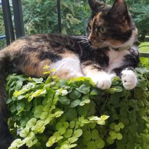 Lost Cat Cricket