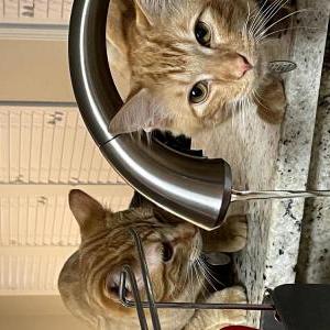 Lost Cat Leo