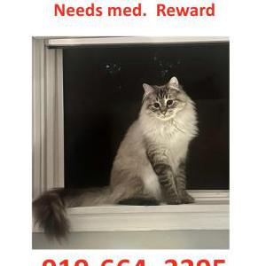 Image of Sampson, Lost Cat