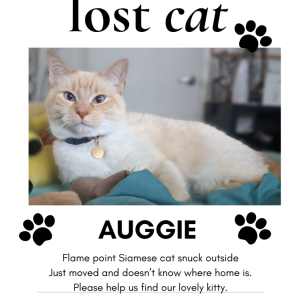 Lost Cat Auggie