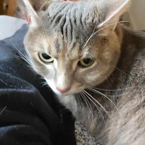 Lost Cat Lily or Dee