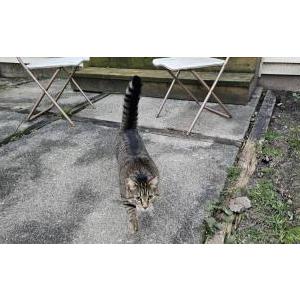 Found Cat Pet unknown