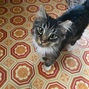Lost Cat Meow