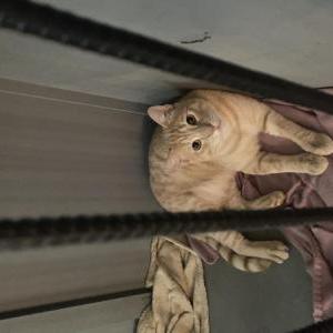 Lost Cat Dougie