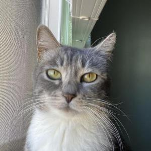 Image of Diala, Lost Cat