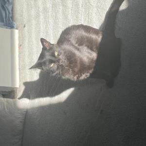 Lost Cat Shadow