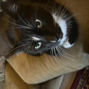 Lost Cat Smudge